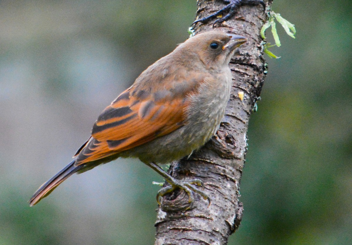 Screaming Cowbird - ML636558949