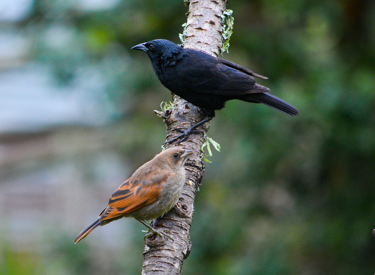 Screaming Cowbird - ML636558950
