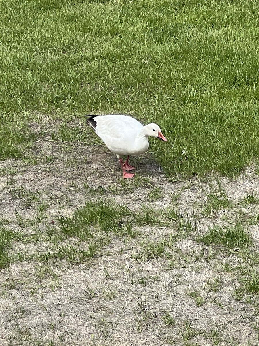 Snow/Ross's Goose - ML636558952