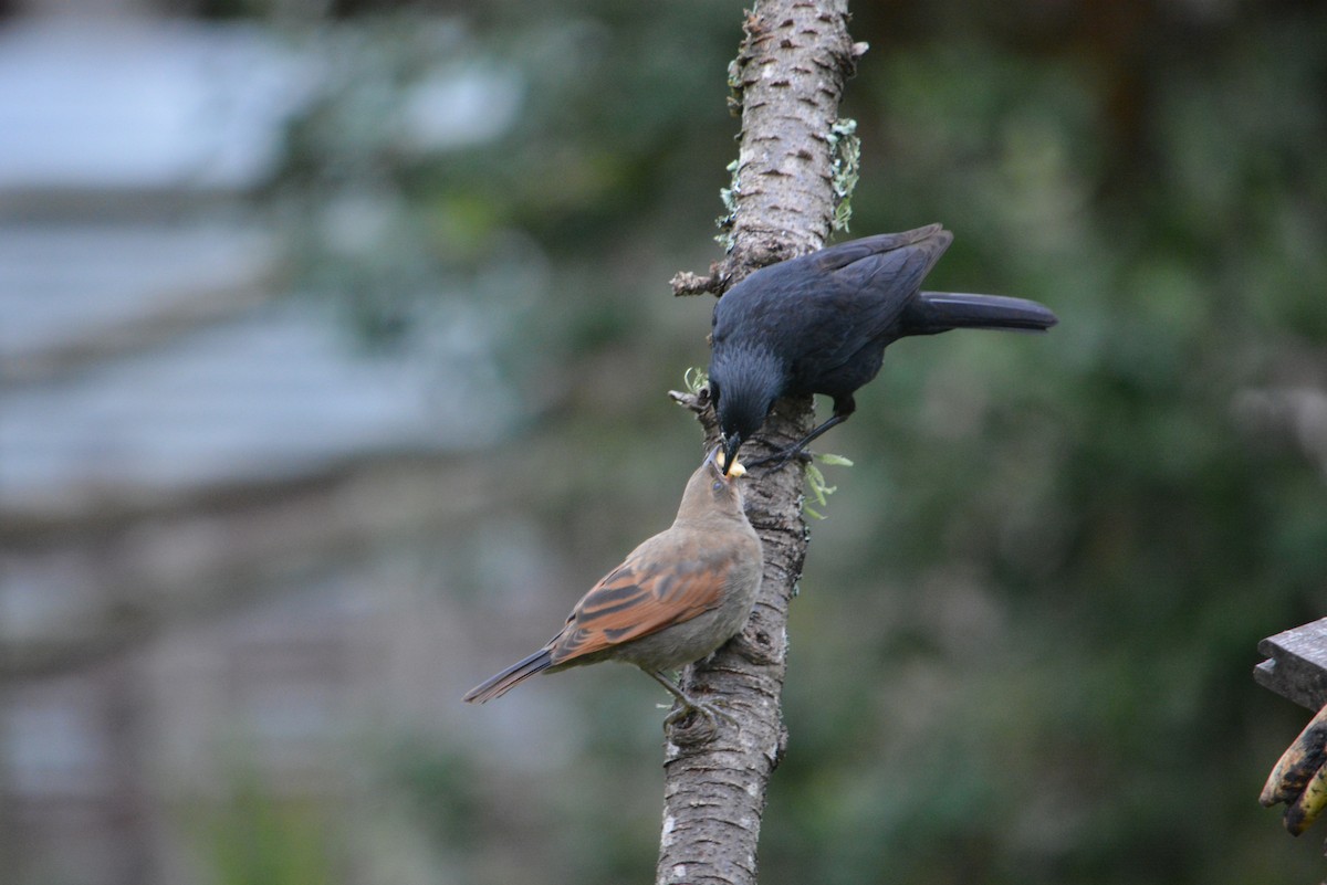 Screaming Cowbird - ML636558954