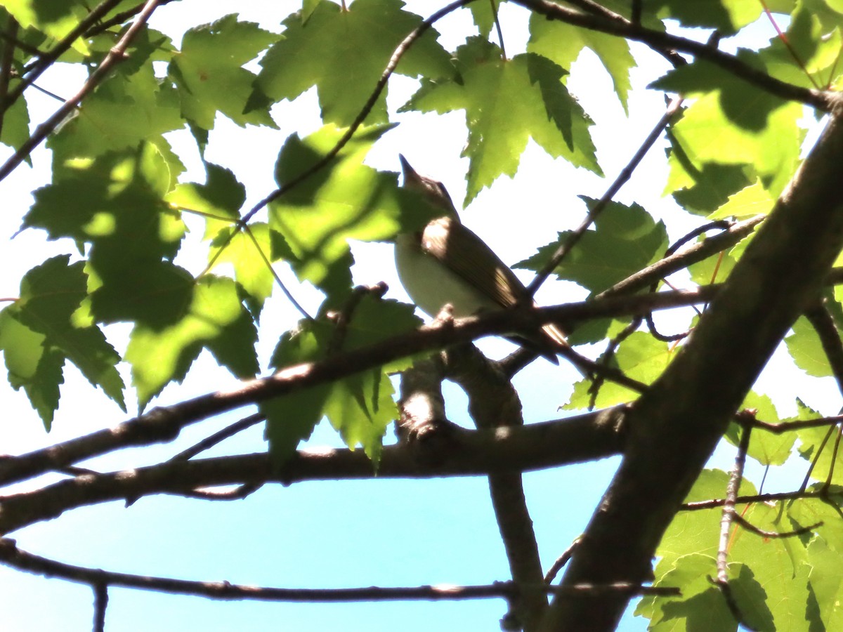 Red-eyed Vireo - ML636558973