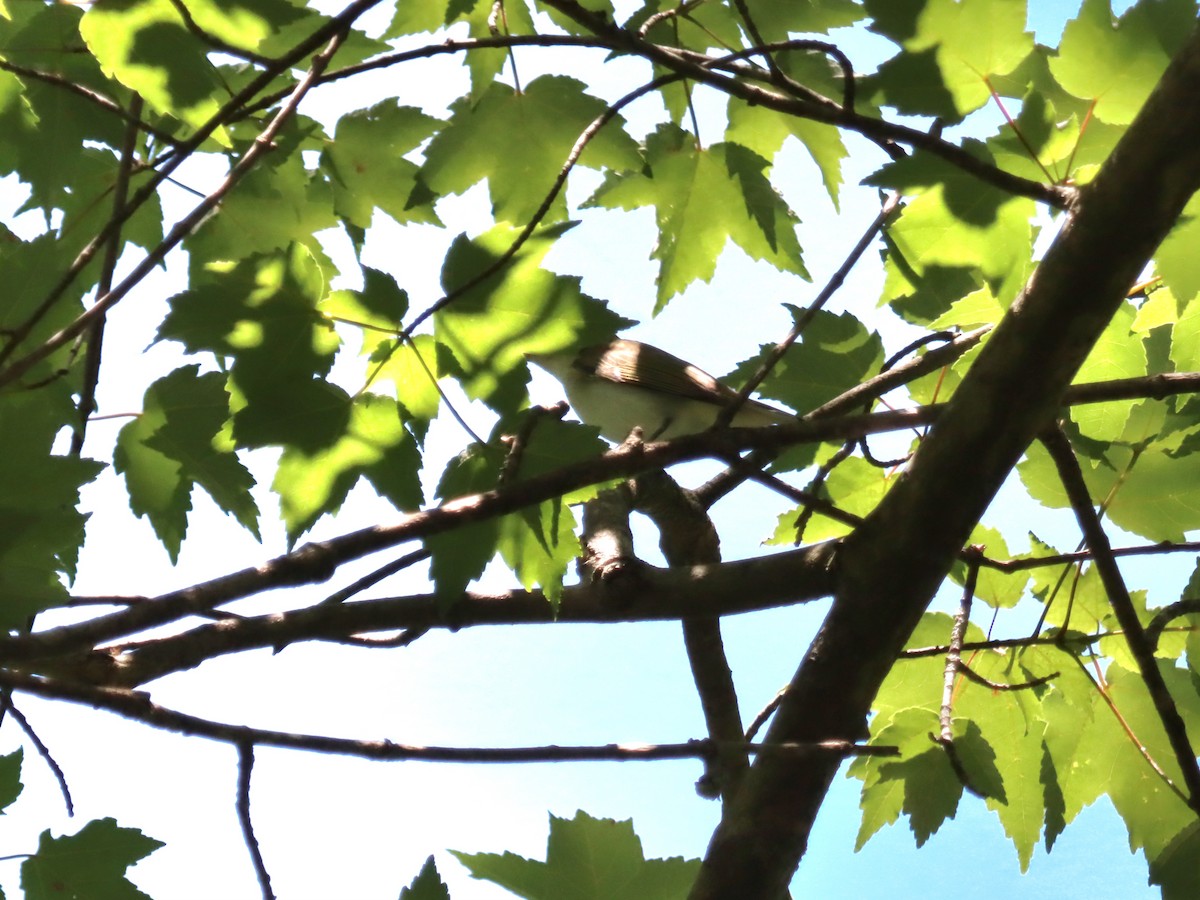 Red-eyed Vireo - ML636558974