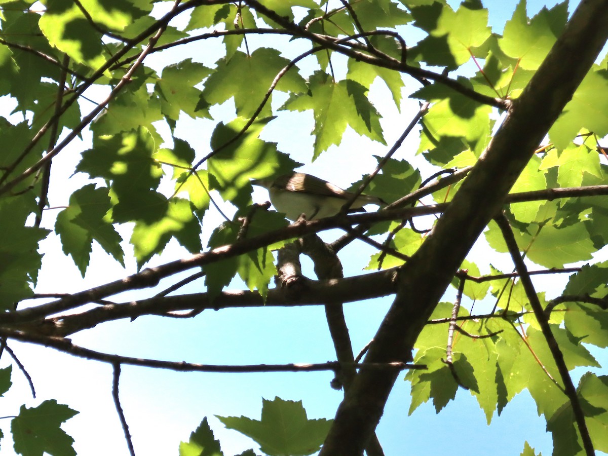 Red-eyed Vireo - ML636558975