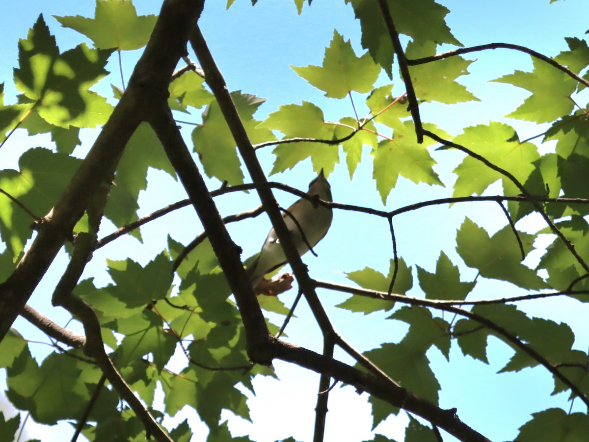 Red-eyed Vireo - ML636558976