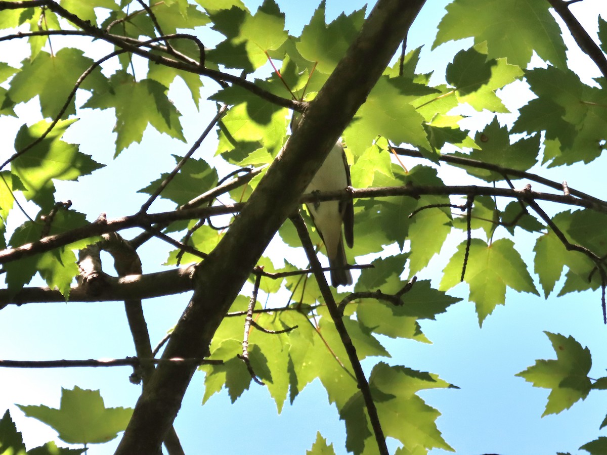 Red-eyed Vireo - ML636558977