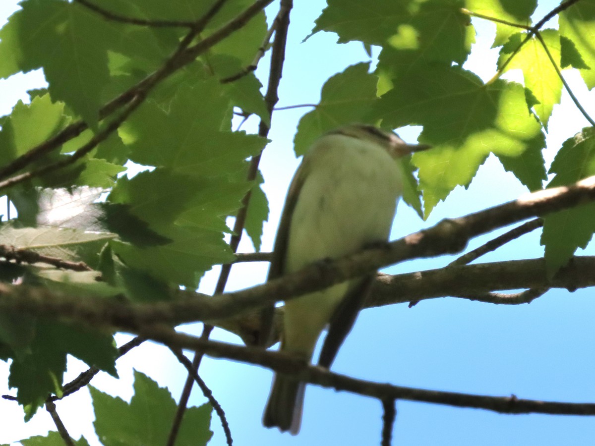 Red-eyed Vireo - ML636558978