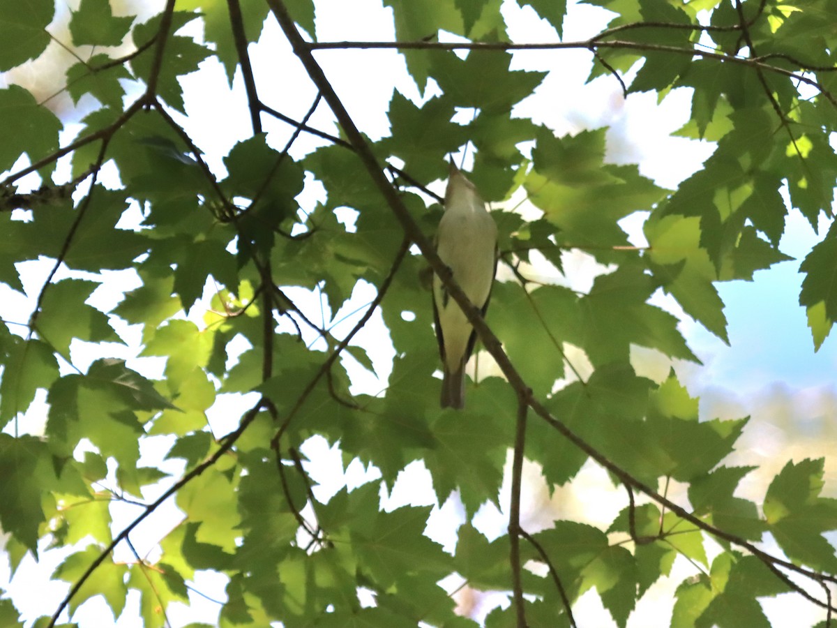 Red-eyed Vireo - ML636558979