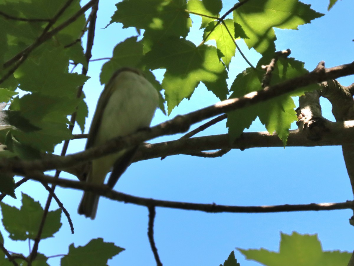 Red-eyed Vireo - ML636558980
