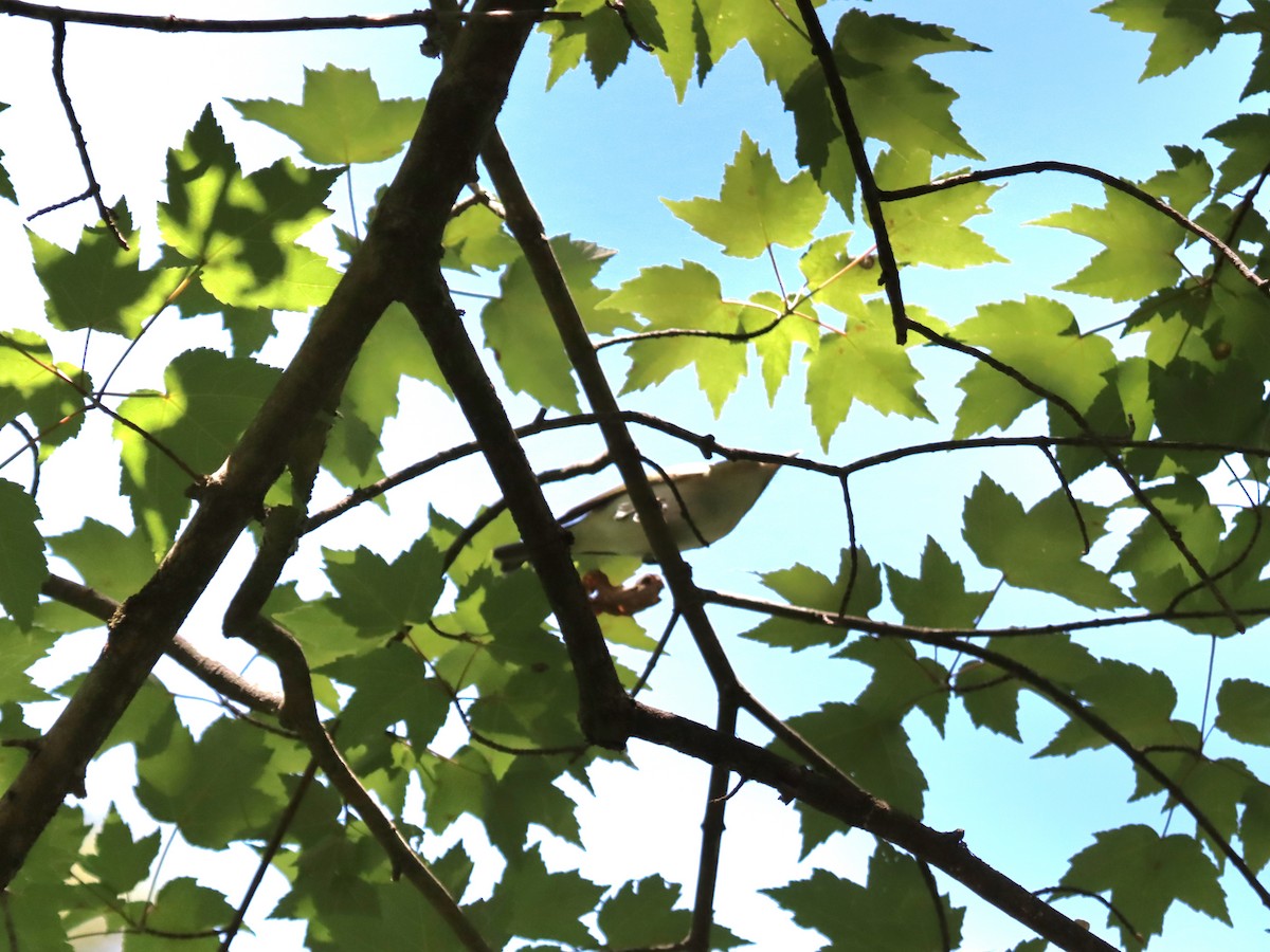 Red-eyed Vireo - ML636558983