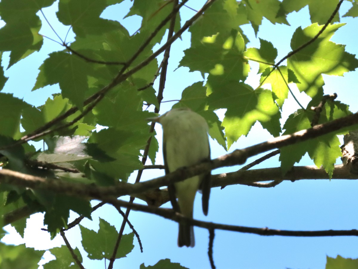 Red-eyed Vireo - ML636558985