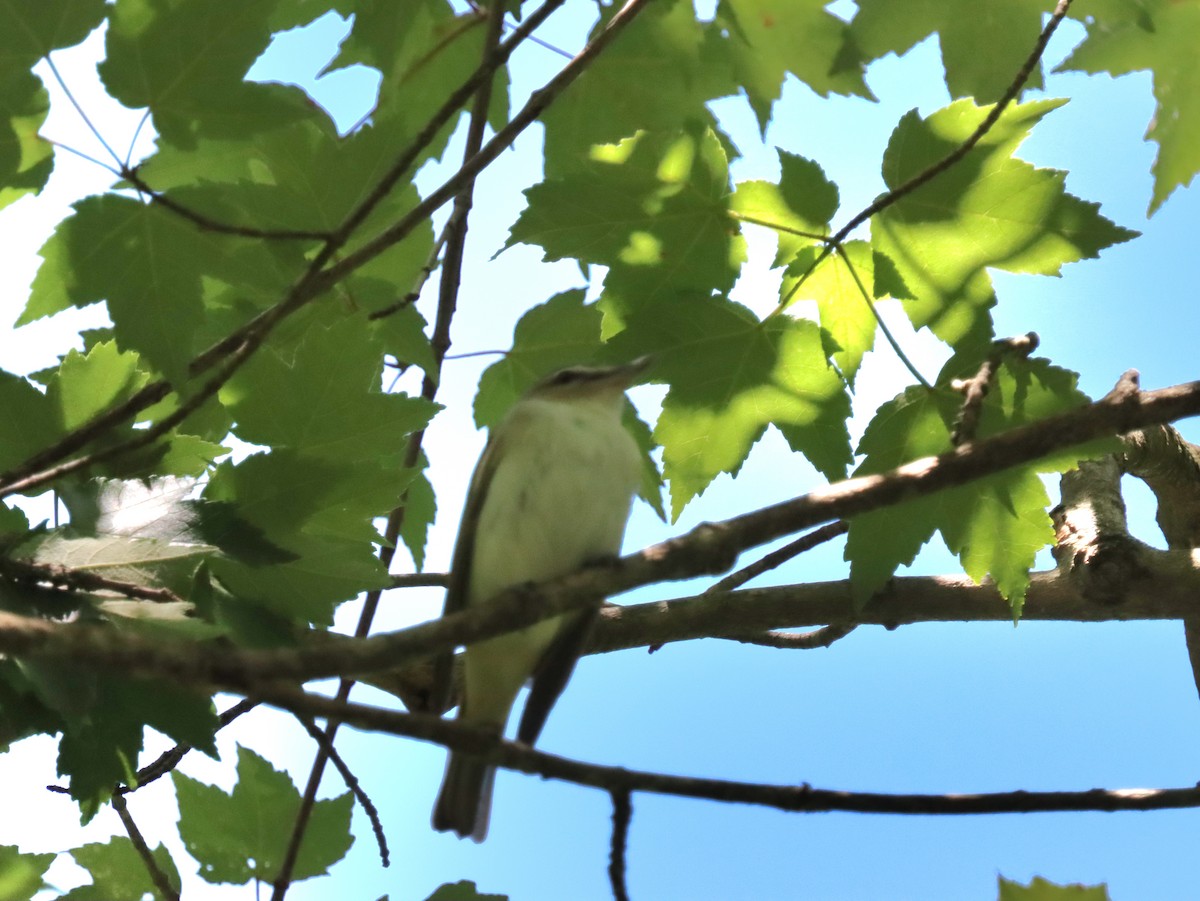 Red-eyed Vireo - ML636558986