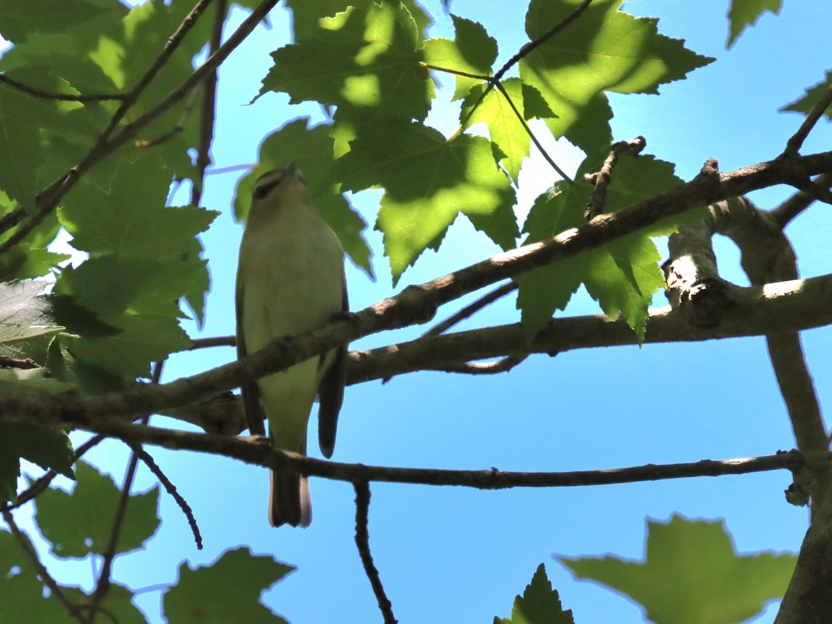 Red-eyed Vireo - ML636558987