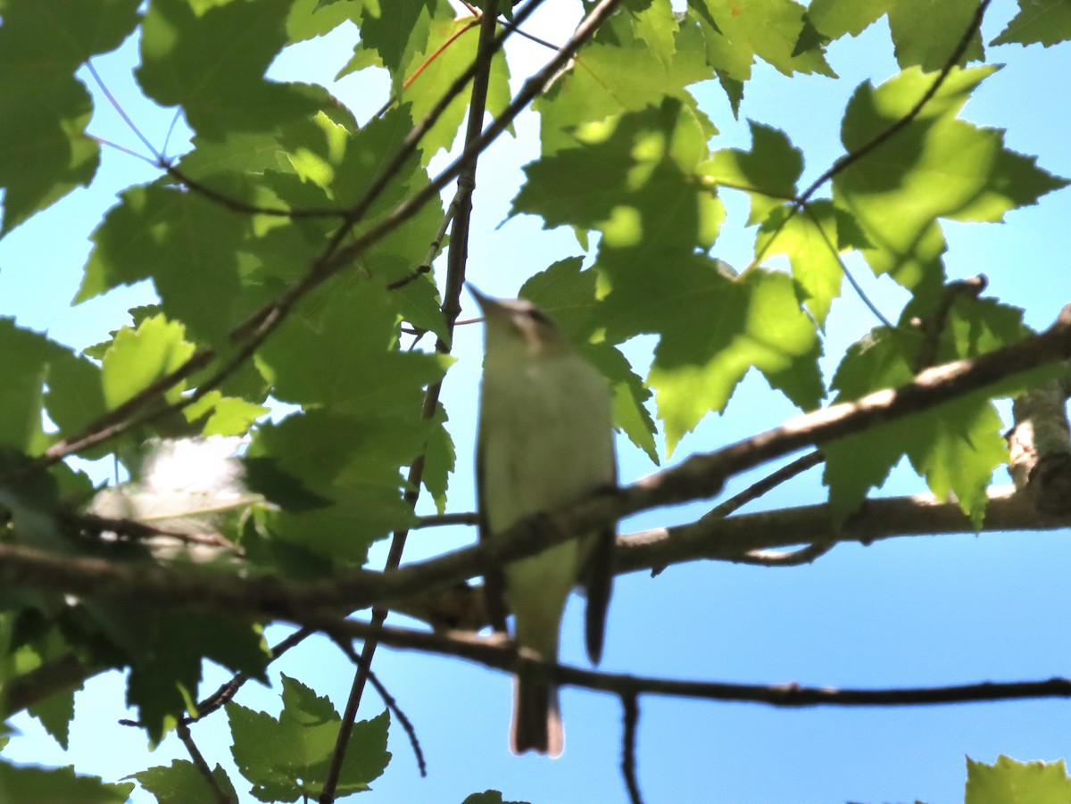 Red-eyed Vireo - ML636558988