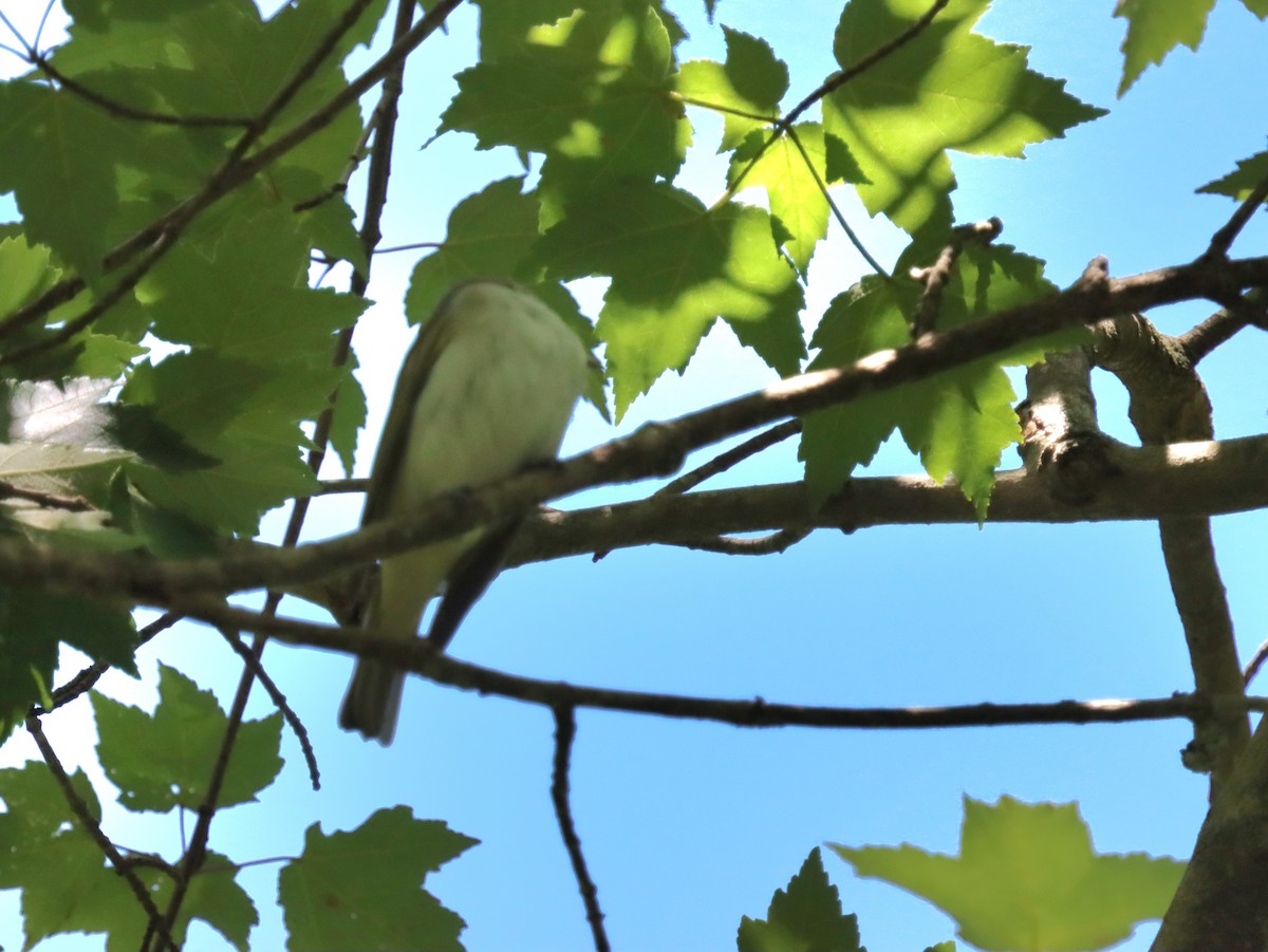 Red-eyed Vireo - ML636558993