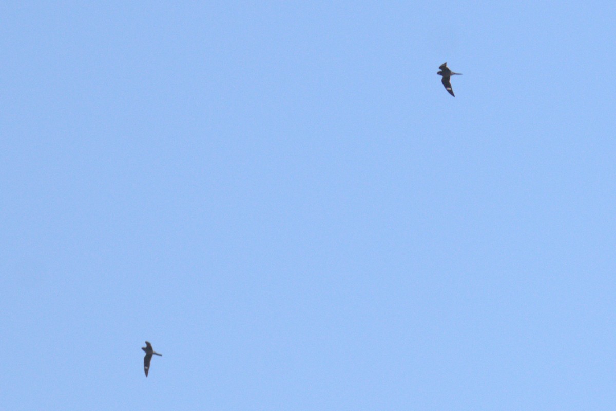 Common Nighthawk - ML636558997