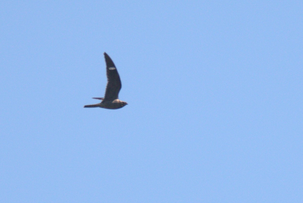 Common Nighthawk - ML636559005