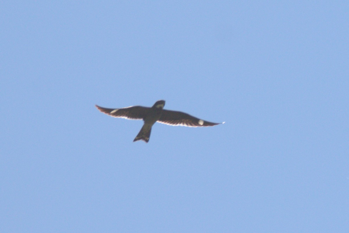 Common Nighthawk - ML636559016