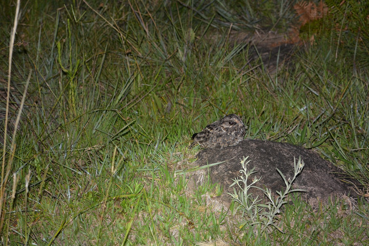 Sickle-winged Nightjar - ML636559060