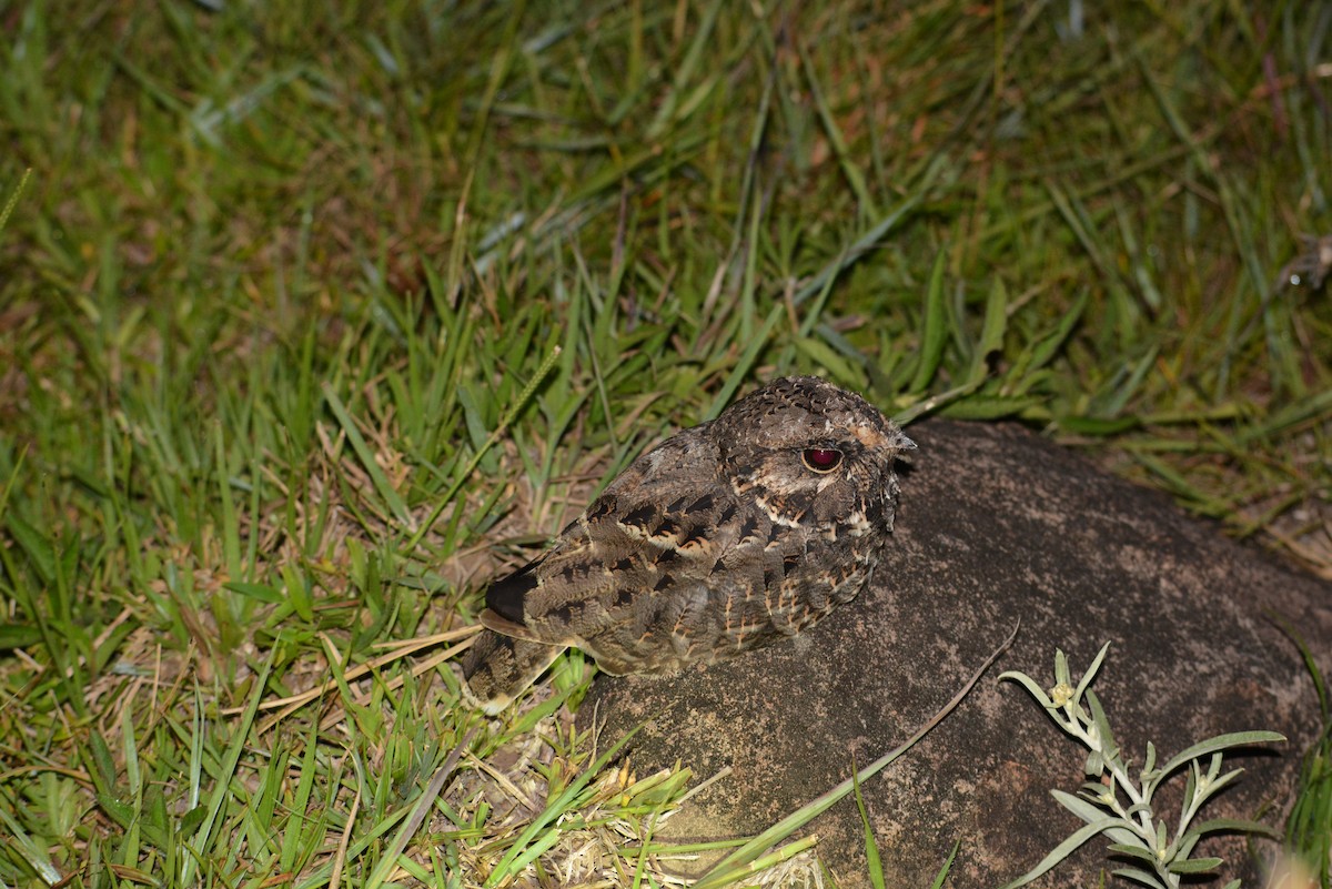 Sickle-winged Nightjar - ML636559061
