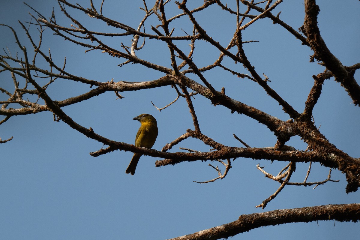Carmiol's Tanager - ML636559139