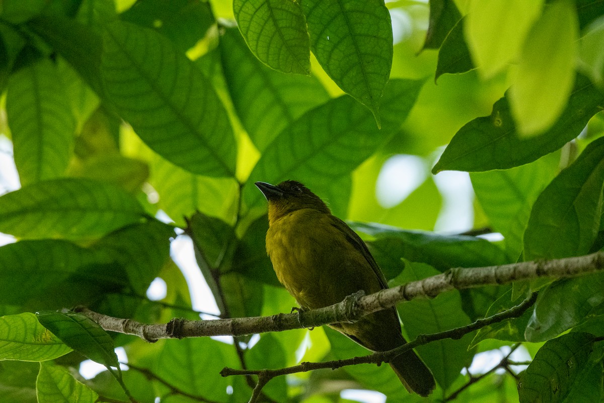 Carmiol's Tanager - ML636559140