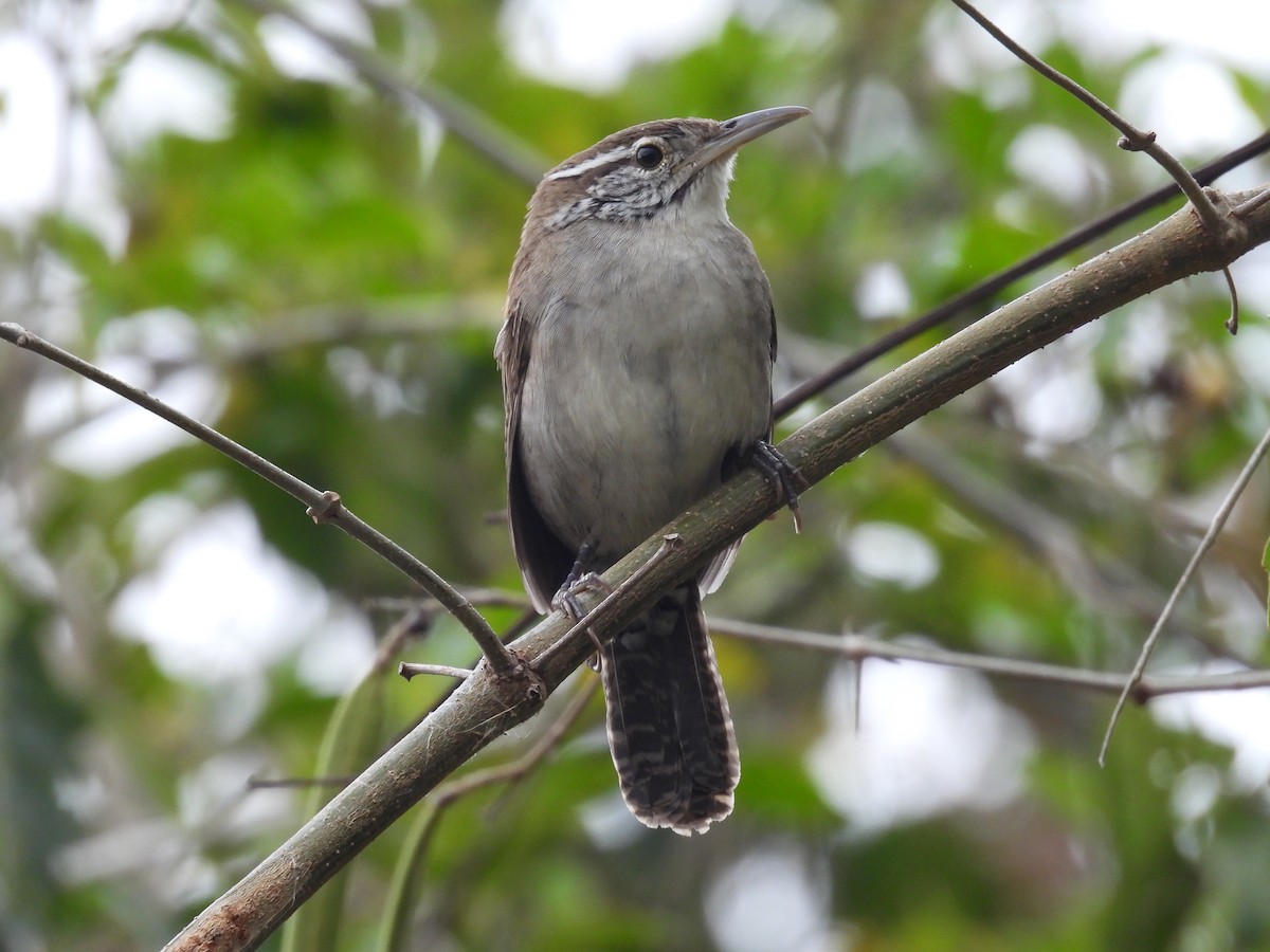 Niceforo's Wren - ML636559163