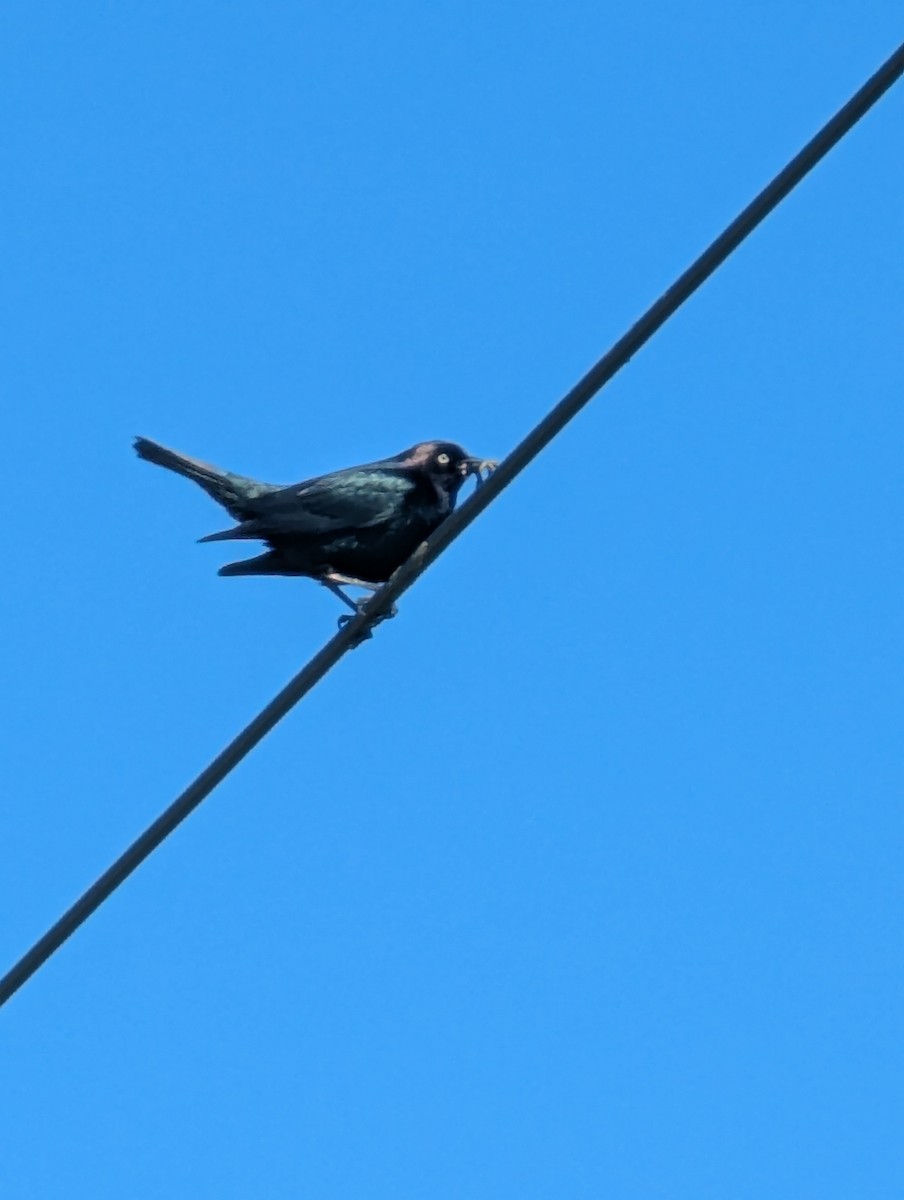 purpurhodetrupial - ML636559168