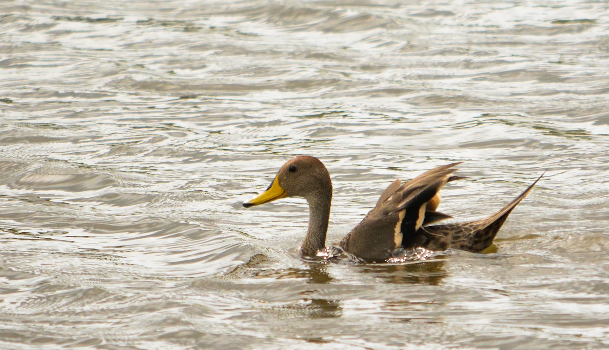 Yellow-billed Pintail - ML636559178