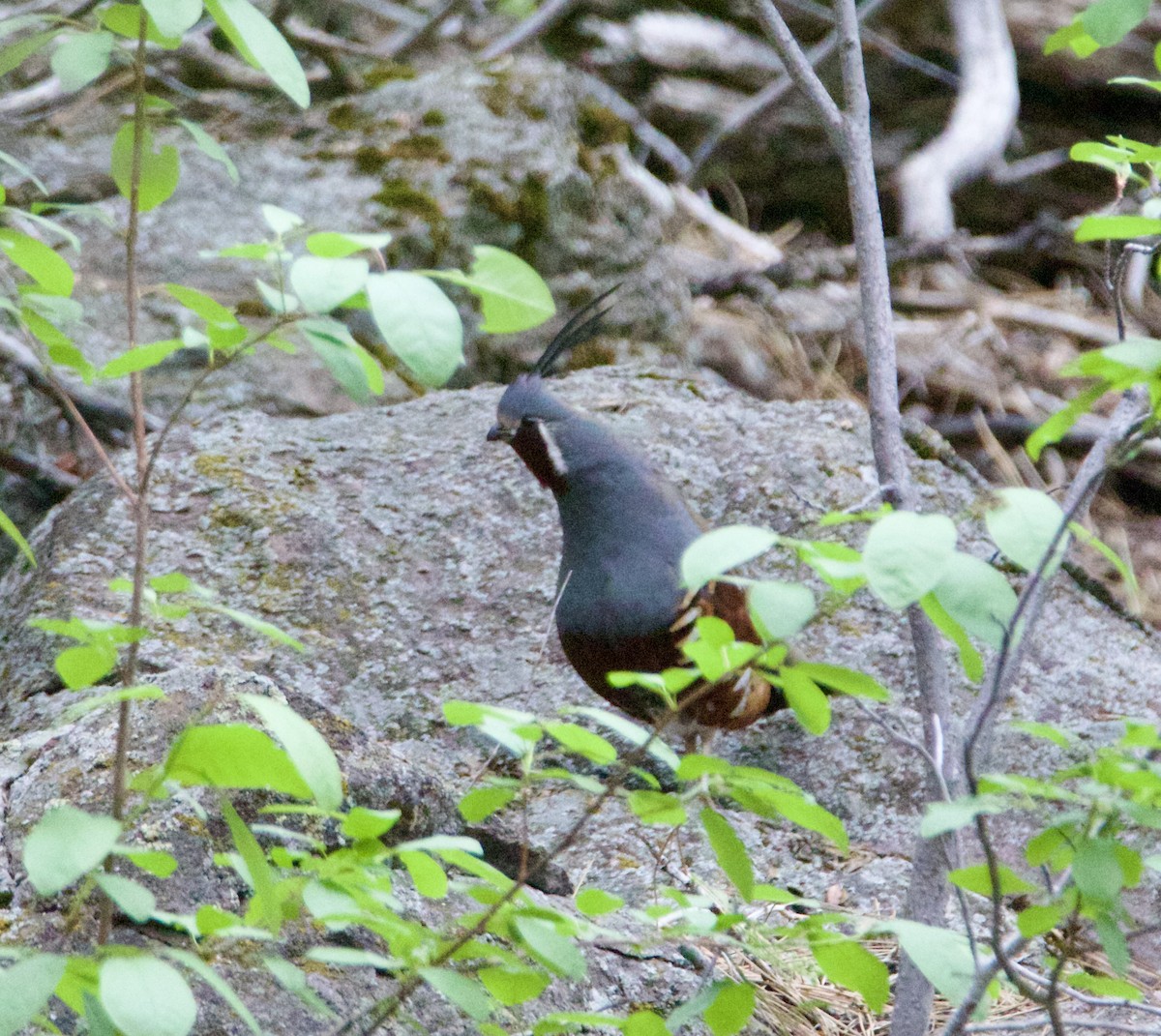 Mountain Quail - ML636559186