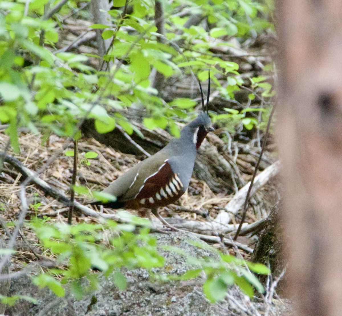 Mountain Quail - ML636559187