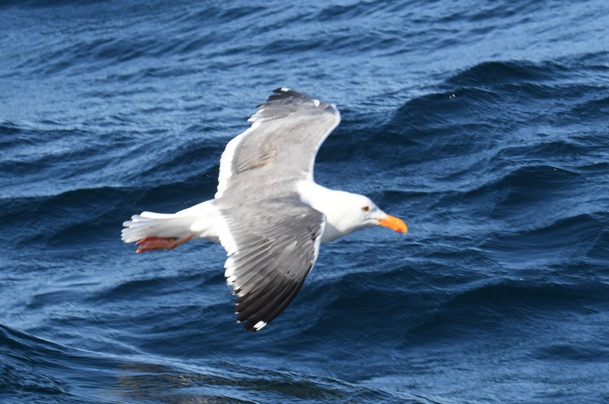 Western Gull - ML636559205