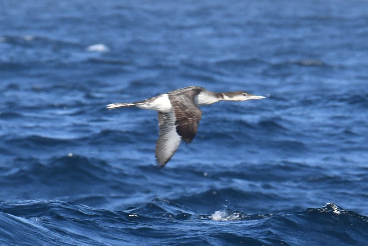Common Loon - ML636559251