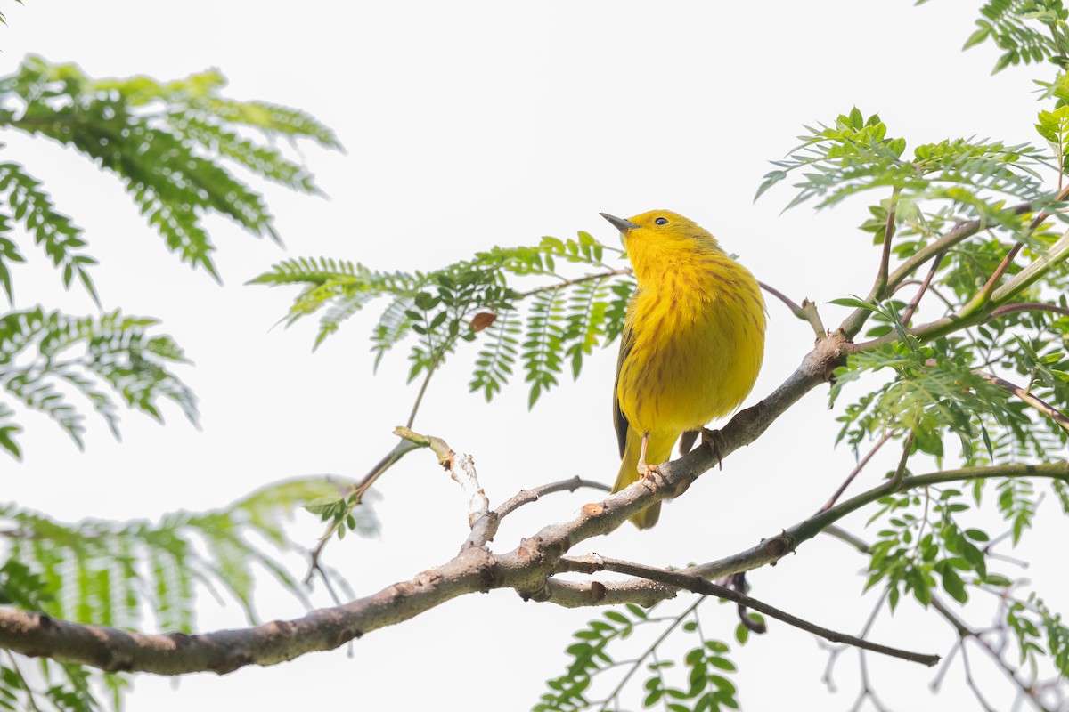 Yellow Warbler - ML636559301