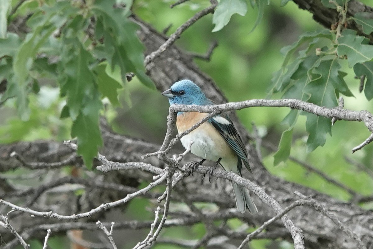 Lazuli Bunting - ML636559336