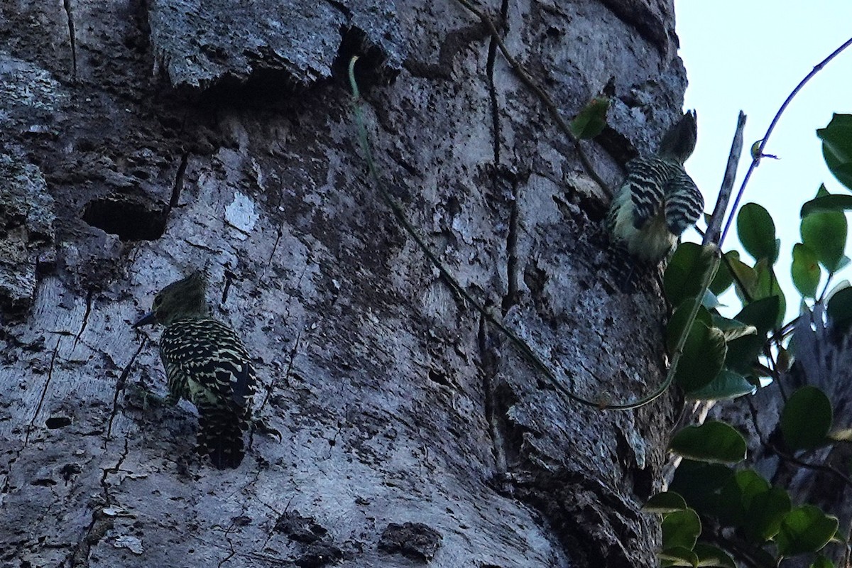 Buff-rumped Woodpecker - ML636559343