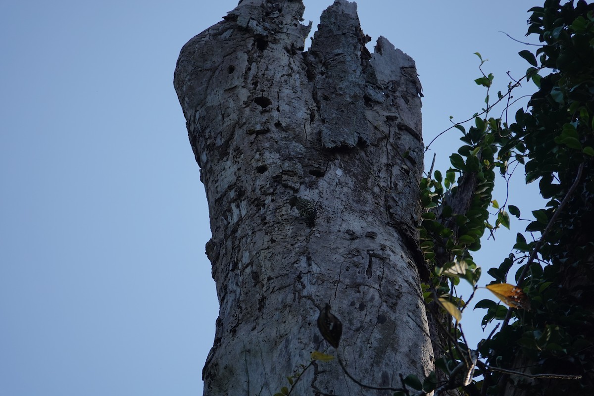Buff-rumped Woodpecker - ML636559344