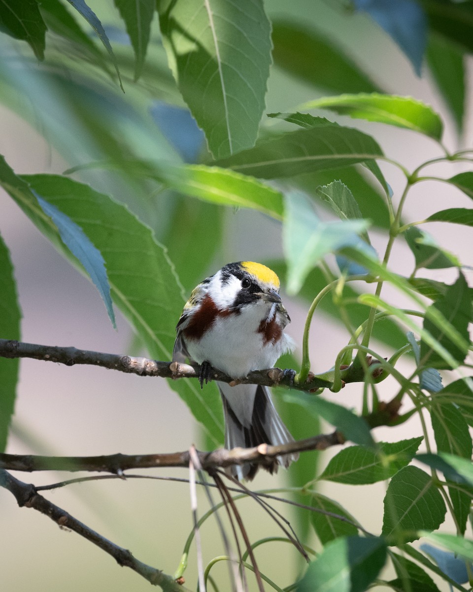 Chestnut-sided Warbler - ML636559351
