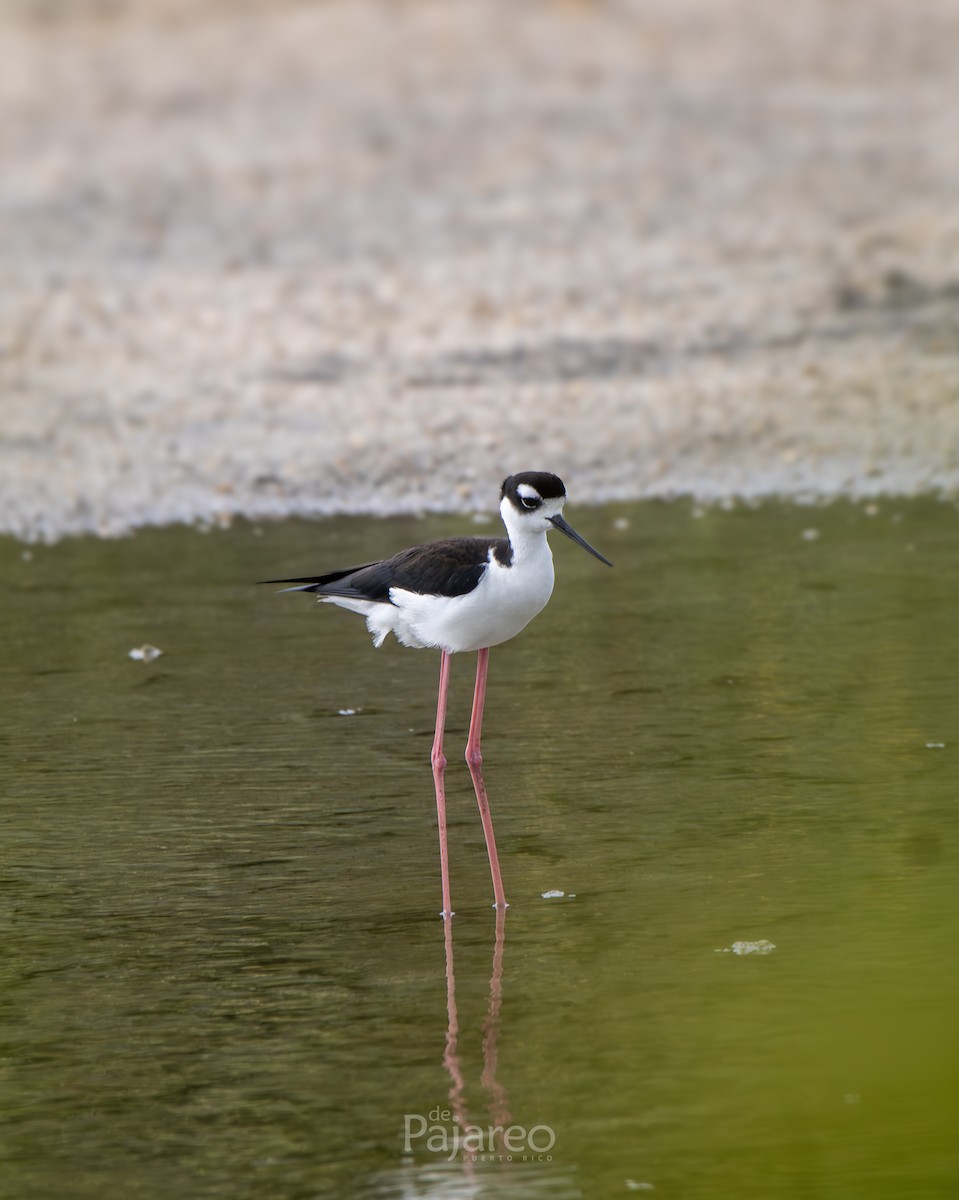 Black-necked Stilt - ML636559411