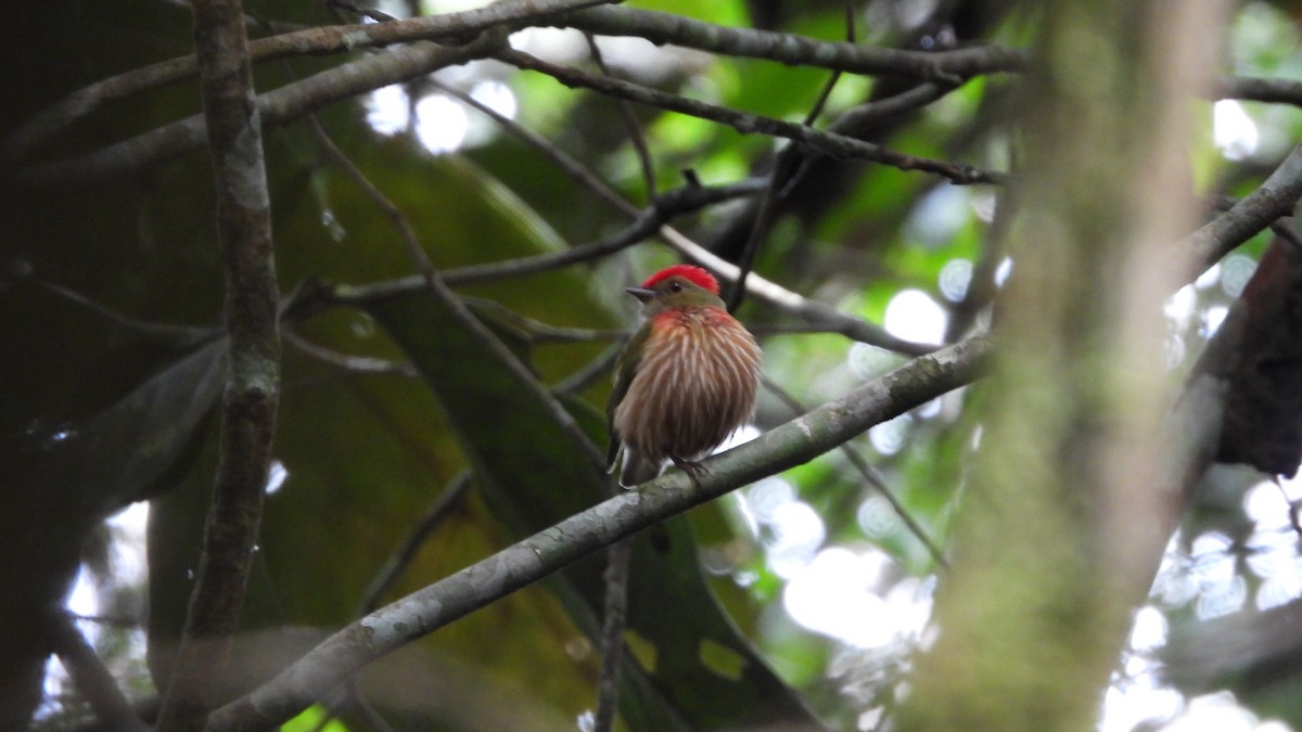 Striolated Manakin - ML636559412