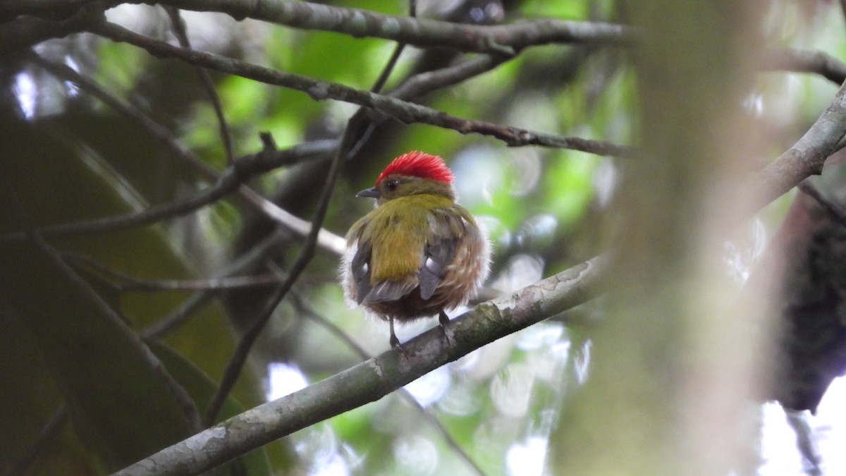 Striolated Manakin - ML636559413