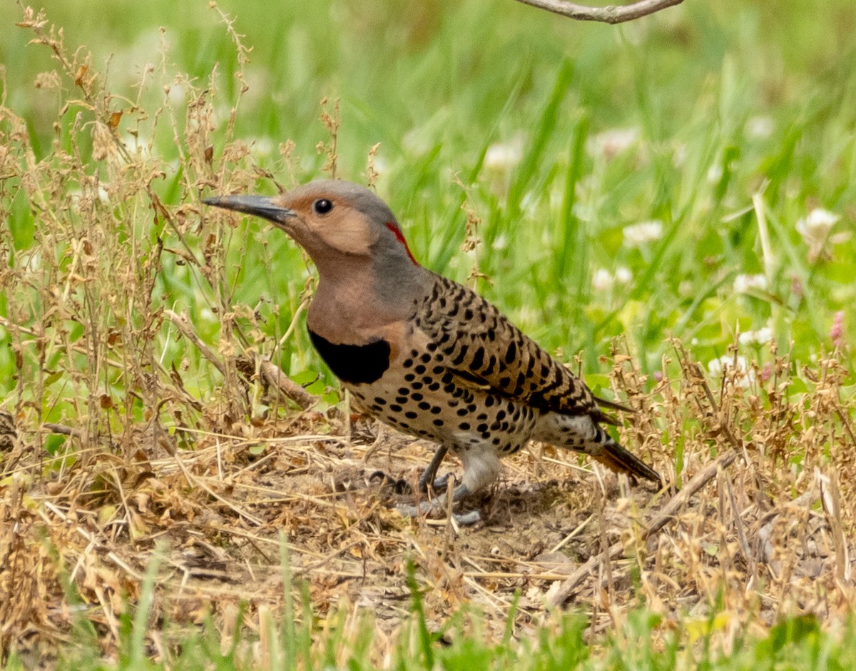 Northern Flicker - ML636559415