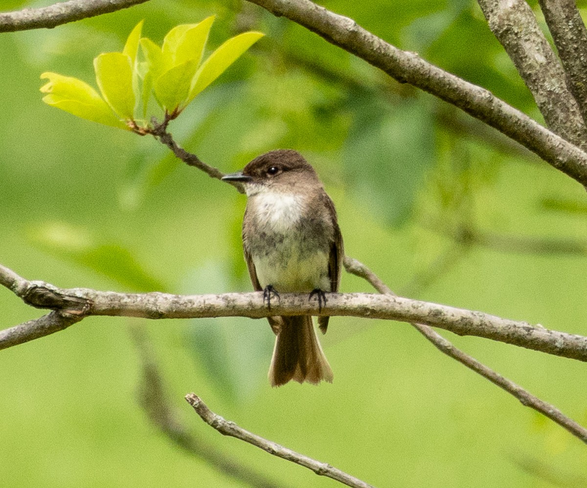 Eastern Phoebe - ML636559445