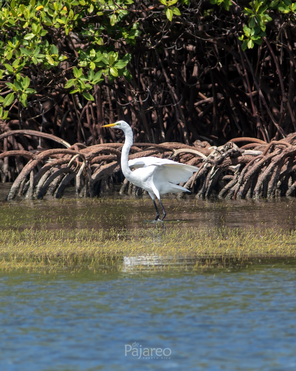 Great Egret - ML636559458