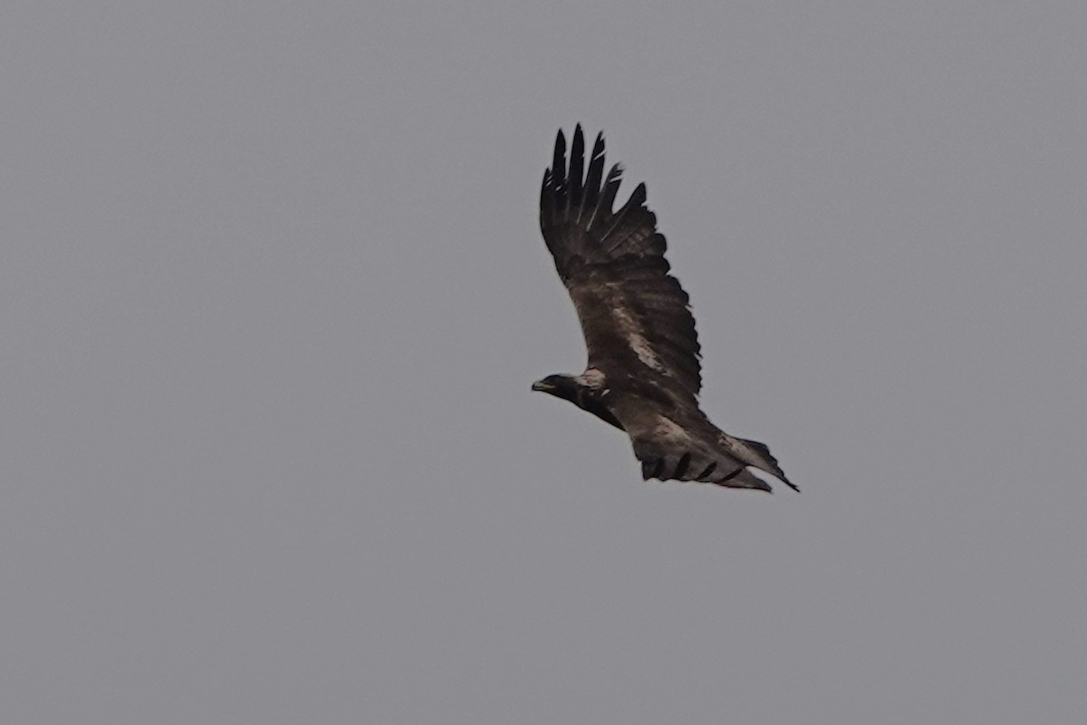 Golden Eagle - ML636559467