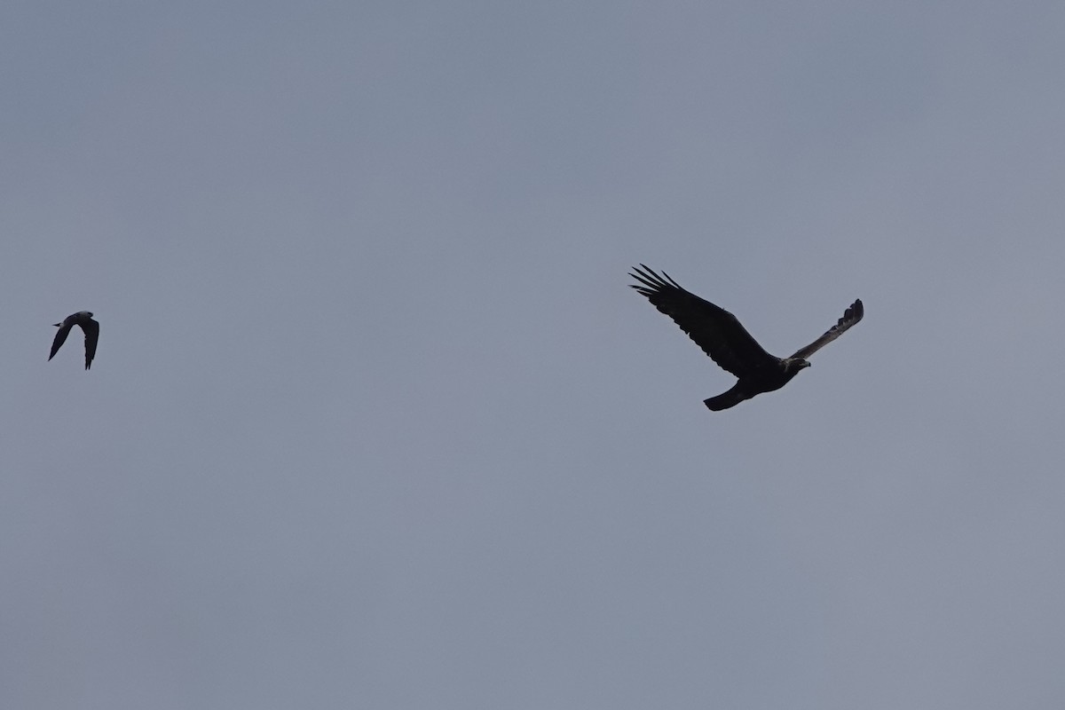 Golden Eagle - ML636559469
