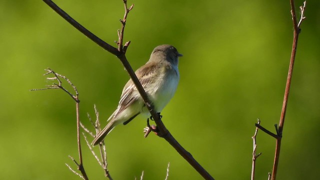 חטפית ער - ML636559492