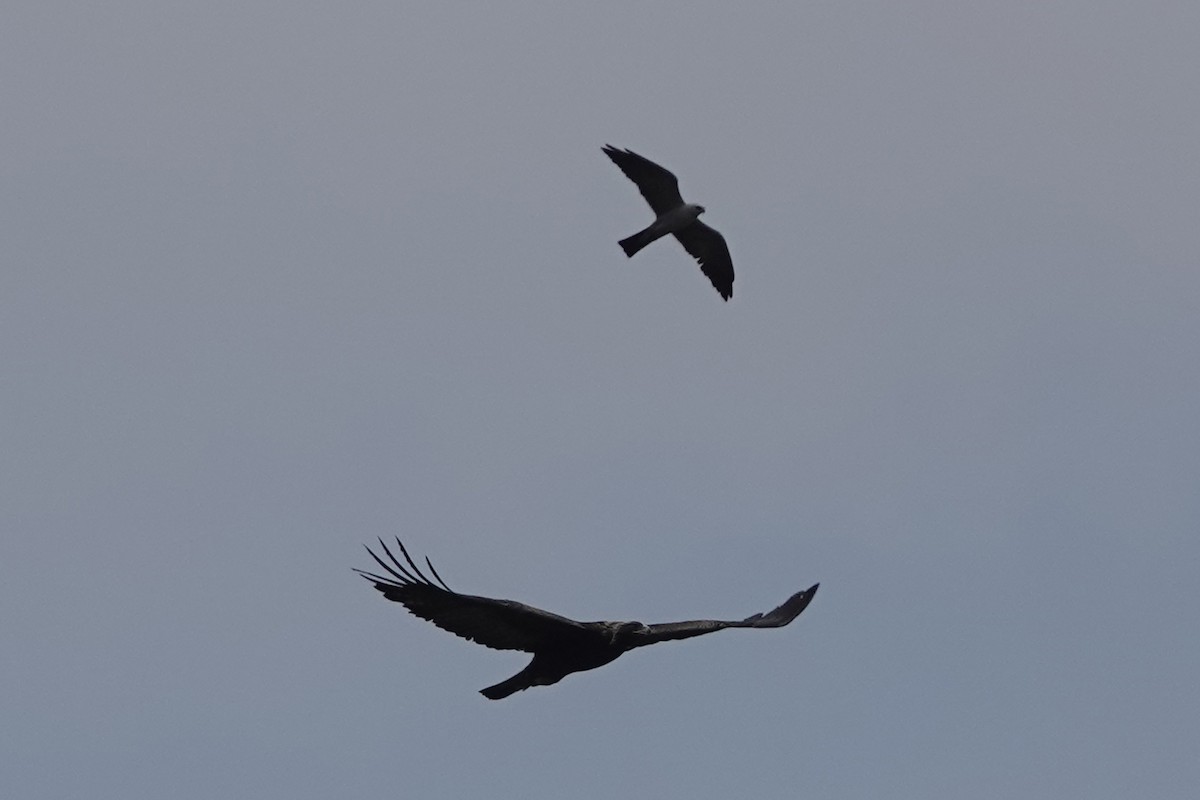 Mississippi Kite - ML636559493