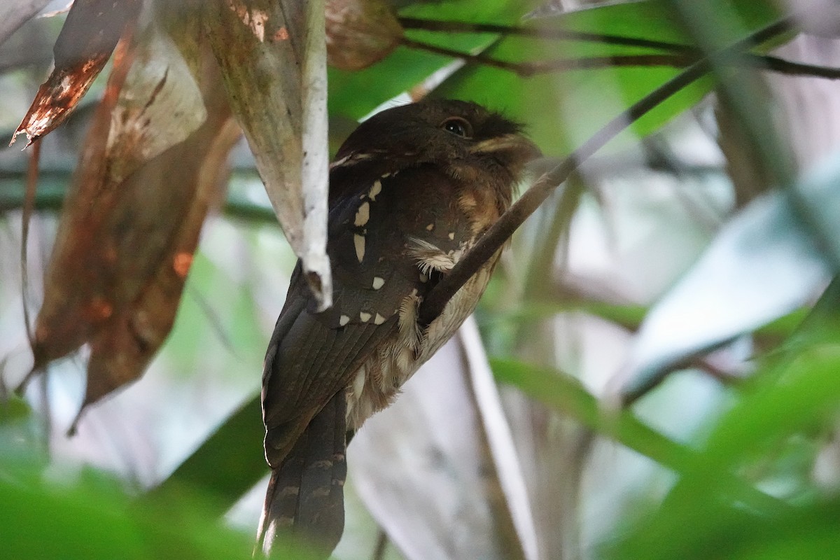 Gould's Frogmouth - ML636559506