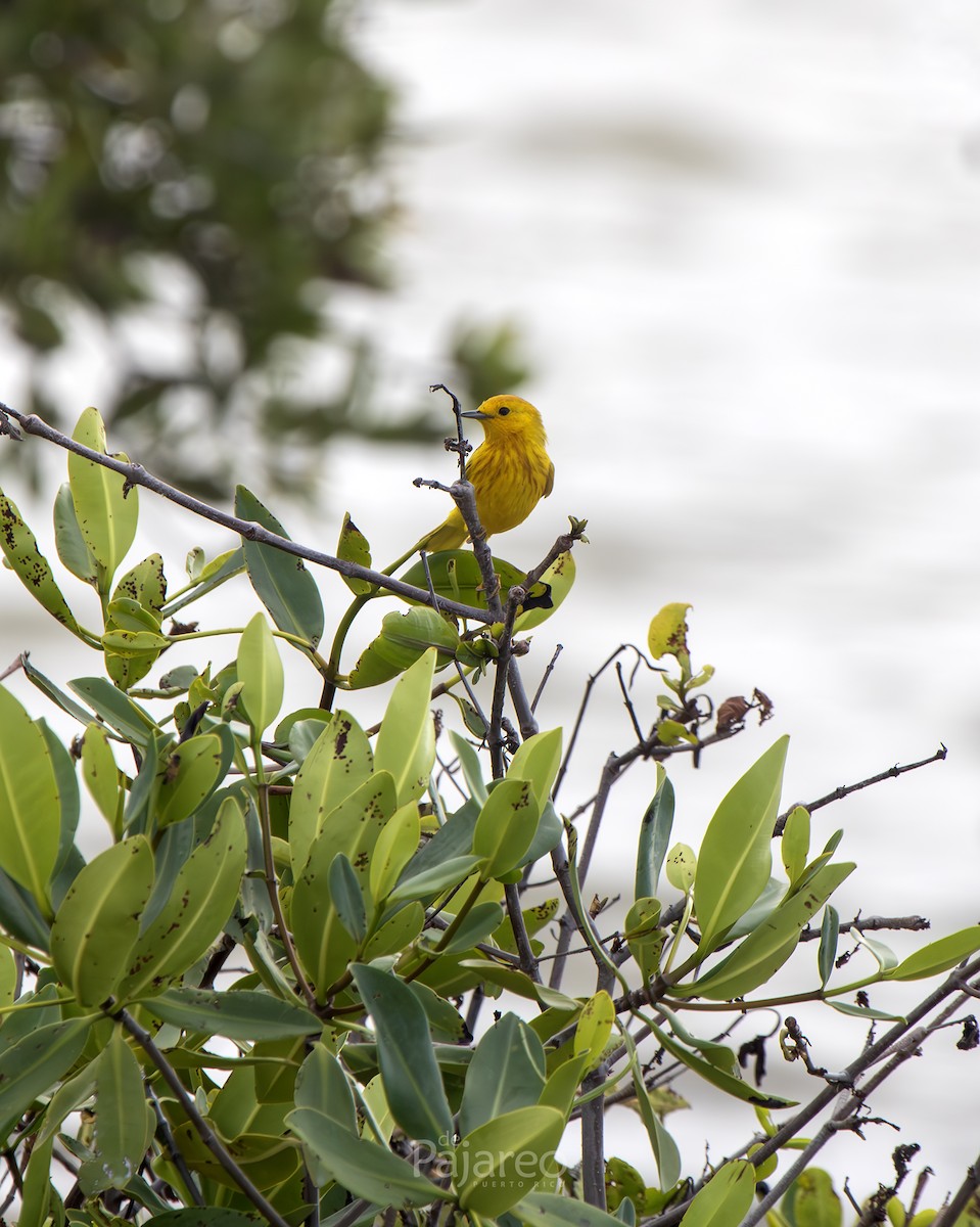 Yellow Warbler - ML636559507