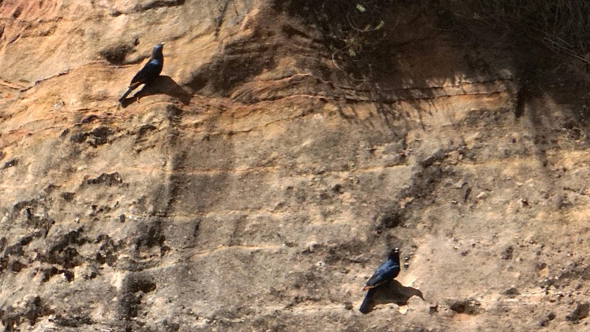 White-billed Starling - ML636559556